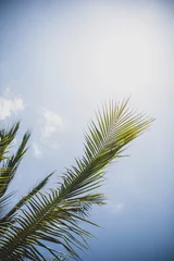 Fotobehang Green palm tree branches on bright blue sky background vertical © Khrystyna Pochynok