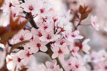 Sakura or Japanese cherry blossom blooms in spring season against blue sky.