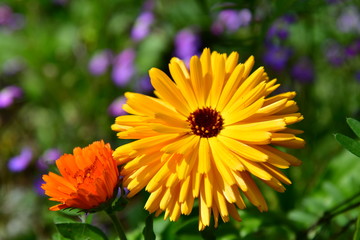 Ringelblumen gelb orange im Blumenbeet