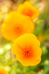 Obraz premium Yellow Orange California Poppy From Above Close-Up