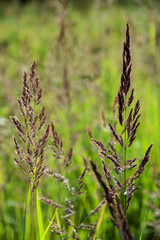 Close up view of summer rural landscape with spikelets in front of green field