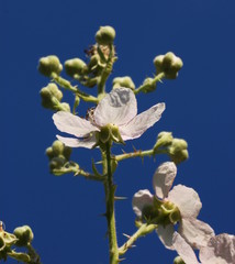 Close-up of a blackberry twig in bloom ( Rubus ) with hairy buds and pink blossoms against blue sky