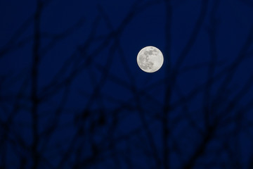 Weißer Vollmond scheint hell durch Äste einer Hecke. Supermond. 