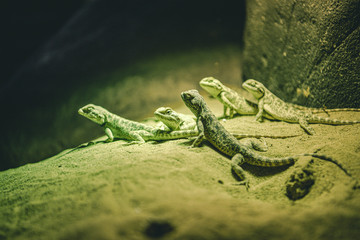 Naklejka premium green lizard on a tree