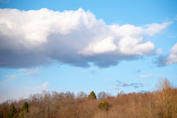Forest against a bright blue cloudy sky.