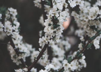 Spring apple and cherry tree blossom, flower in sun, soft color