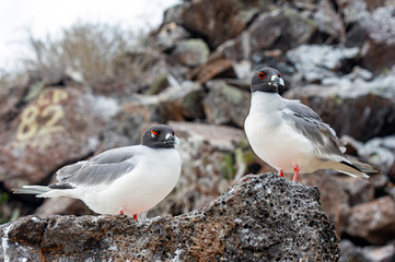 A couple of Swallow Tailed Gull (Creagrus furcatus) which are the only gulls in the world with night vision, Genovesa Island, Galapagos national park, Ecuador.