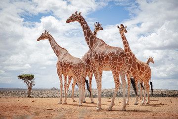reticulated giraffe in the wild - obrazy, fototapety, plakaty