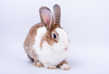 Brown and white long ears bunny rabbit sit with calm emotion on white background.