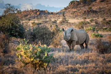 Gardinen Nashorn Eastern Black Rhino  © Sacha Specker