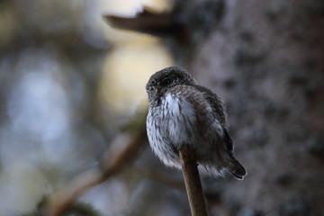 Eurasian pygmy owl  Swabian Jura,  Germany
