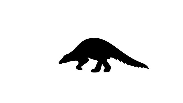 Walking pangolin, animation on the white background