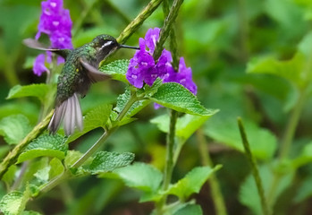 Female White-throated Mountain-gem hovers while drinking necture from small purple flower
