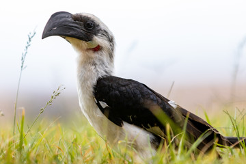 Female Von Den Deckers Hornbill in the grass
