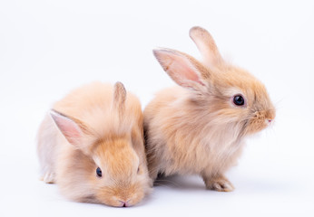 Two little brown rabbit with long ears look relax and stay isolated on white background.