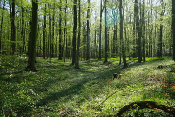 Wald mit Buchen im Frühling