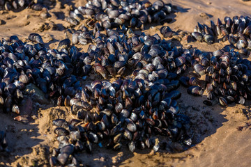 Mussels in their natural habitat. Colonies of mussels on the seashore. Food background.