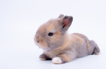 Little baby brown bunny rabbit with short ear lie down on white floor and background.