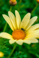 Obraz premium la flor y el insecto