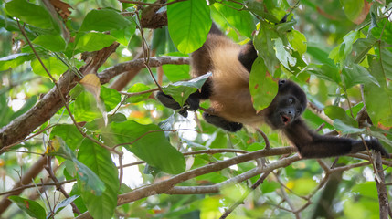 Emerging from the leaves a howler monkey is spread eagle with each limb holding on to a seperate branch