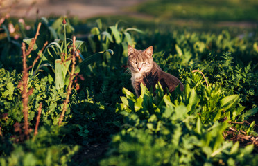 cat sits on a green lawn and basks in the sun