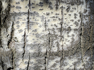 Texture of bark of an poplar, background.