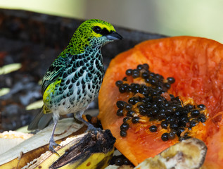  Speckled Tanager eats from seeds from a Tangara guttata - 337104036