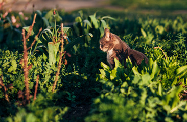 cat sits on a green lawn and basks in the sun