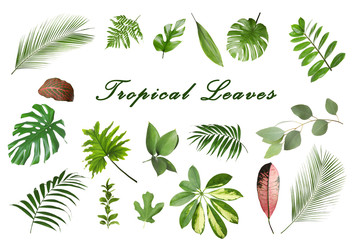 Ensemble de différentes feuilles tropicales sur fond blanc