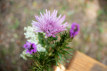 Amazing Purple Daisies  outdoors