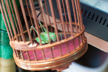 Grasshopper Cricket in Cage Lucky China