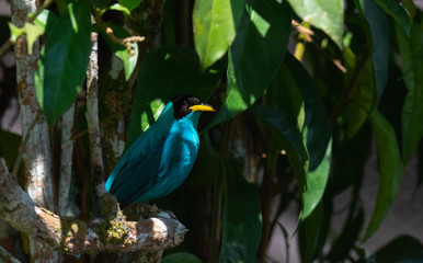 Male Green Honey Creeper blends with foliage as shadows cross its wings