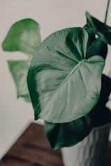 Home plant heaven. Green plants in boho living room. Monstera plant. Tropical flowers. Bohemian lifestyle. Ceramic pots. Home garden hobby. Deep green. LArge leaf on mostera plant. Holes in the leaves