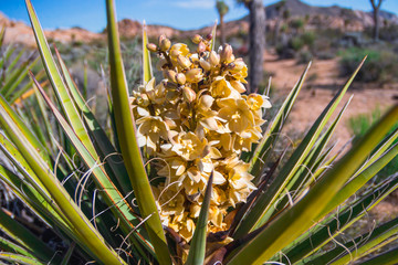 Joshua tree blossom close up. Joshua Tree National Park, California