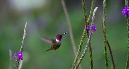 Male Magenta-throated Woodstar hummingbird sizes up small purple flower as a source for a meal - 337104624