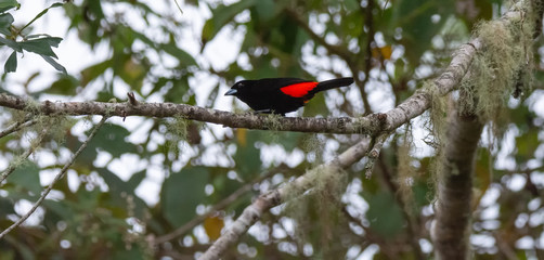 Male Scarlet-rumped Tanager reading for flight on long bare branch