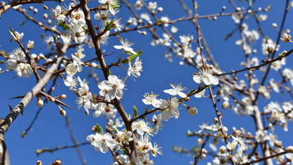 Weiße Blüten Kirschplaume, Prunus cerasifera, in der Sonne, Frühling