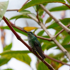 Female Green-crowned Brilliant hummingbird sits in line with a tiny branch