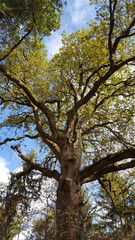 Fototapeta premium Large oak tree in Galicia in northern Spain
