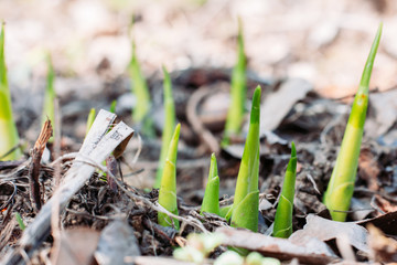 Spring green young plant growing from the ground