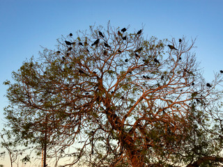 lakeview birds in tree