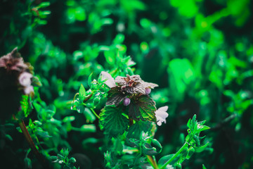 wilde Gänseblümchen