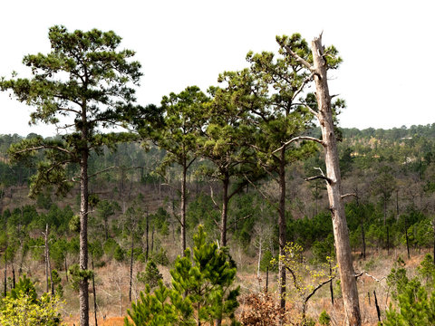 bastrop scenic loop