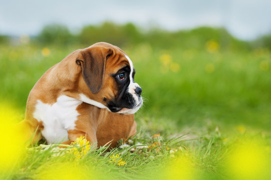 Boxer puppy lying in a spring meadow