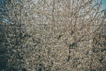 weiße Blumen, weißer Baum, weißer blühender Baum, Cashewblume, Quittenblume, Pflaumenblume, Frühling, Knospe