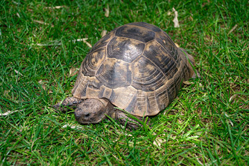 Close up of a tortoise crawling through the green grass in a sunny day.