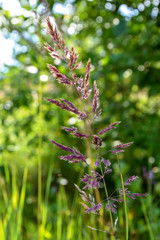 Close up view of summer rural landscape with spikelet in front of green field