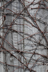Texture of Vines on Wooden Fence