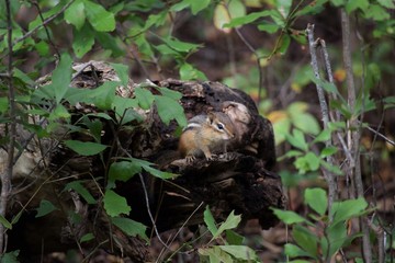 chipmunk in the forest