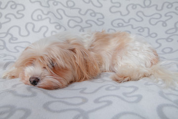 a small dog breed York lies on a plaid and waits for the owner